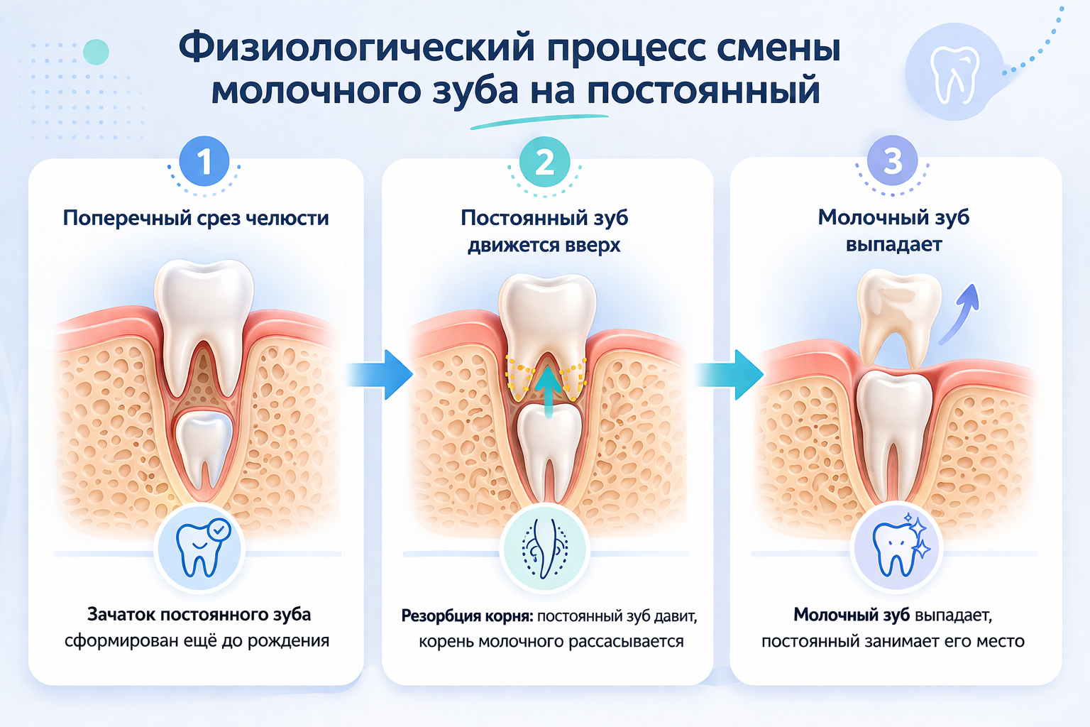 Физиология смены зубов