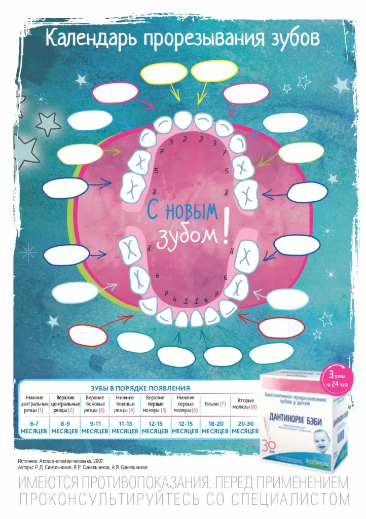 Рост зубову. Календарь прорезывания. Календарь прорезывания зубов у детей. Календарик прорезывания зубов. Прорезание зубов календарь.